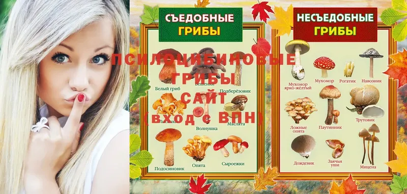 Галлюциногенные грибы Psilocybe  MEGA как войти  Донской 